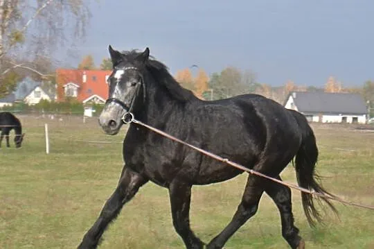 ***Młody wałach***, , 