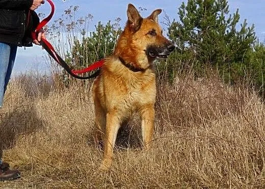 Diego - piękny,duży owczarek, Kundelki cała Polsk