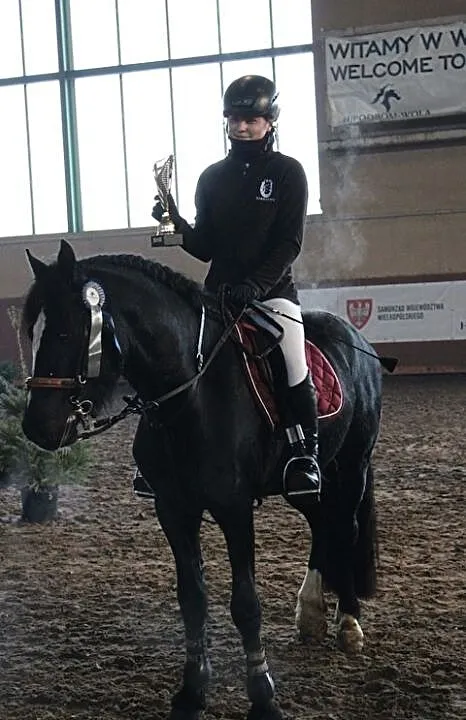 kuc walijski 147 cm, , Dąbrowa
