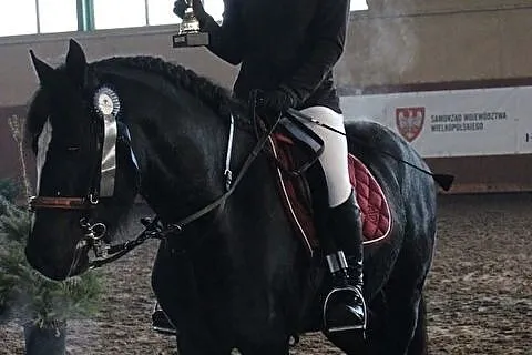 kuc walijski 147 cm, , Dąbrowa