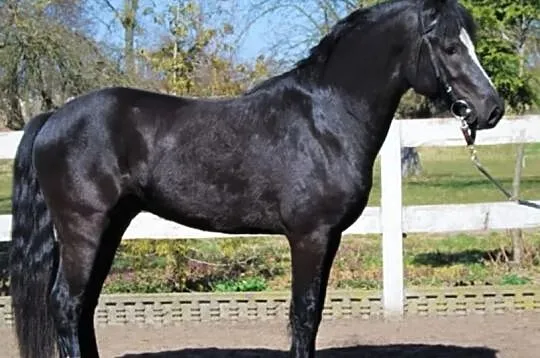 kuc walijski 147 cm, , Dąbrowa