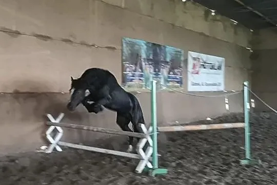 kuc walijski 147 cm, , Dąbrowa
