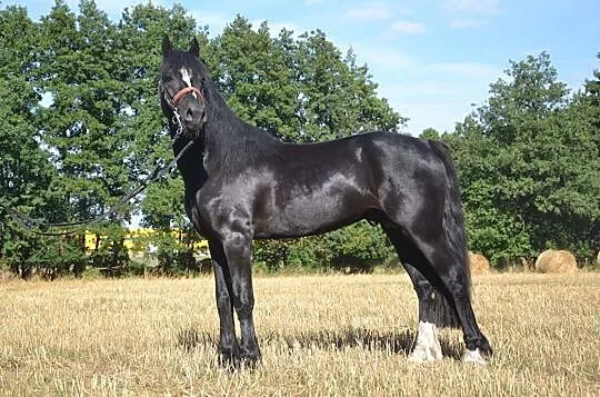 kuc walijski 147 cm, , Dąbrowa
