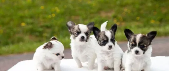 Przepiękne Chihuahua szczenięta gotowe do sprzedaży w nowych domach, Warmińsko-mazurskie, Ełk