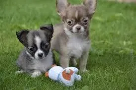 Przepiękne Chihuahua szczenięta gotowe do sprzedaży w nowych domach, Warmińsko-mazurskie, Ełk