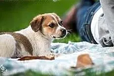 żywiołowy 8-tygodniowy malec do adopcji,  mazowiec