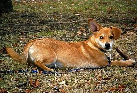 Diego, kochany psiak szuka domku, pomorskie Malbo