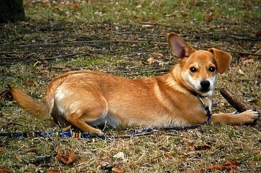 Diego, kochany psiak szuka domku,  pomorskie Malbo