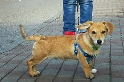 Diego, kochany psiak szuka domku,  pomorskie Malbo