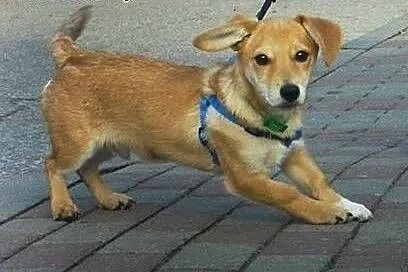 Diego, kochany psiak szuka domku,  pomorskie Malbo