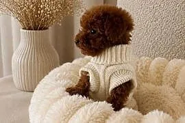 Pudel Toy red brown – samiec