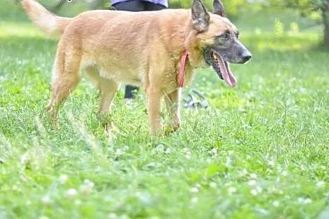 Bohun zrównoważony, doświadczony życiem mix owczar