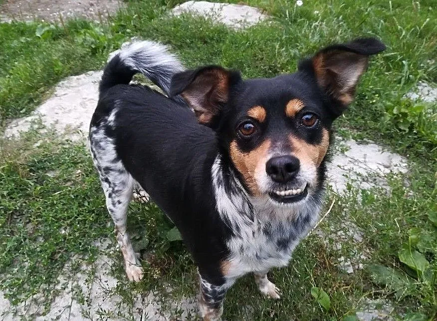Frania-drobna sunia, delikatna i kontaktowa, 3 latka, szczepiona, wysterylizowana DO ADOPCJI, Małopolskie, Kraków