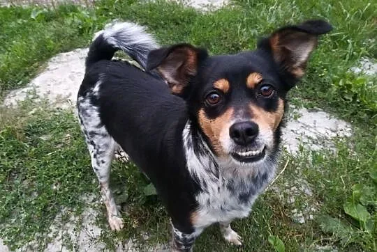Frania-drobna sunia, delikatna i kontaktowa, 3 latka, szczepiona, wysterylizowana DO ADOPCJI, Małopolskie, Kraków