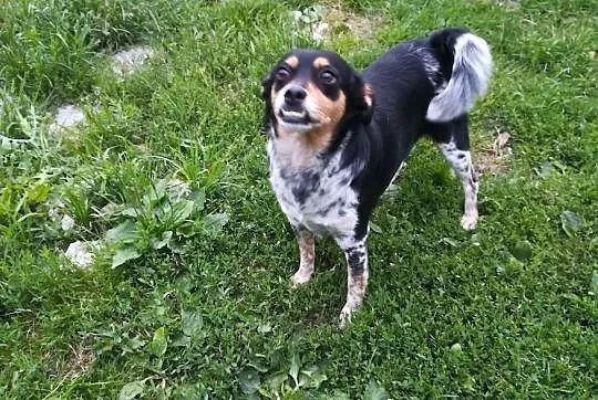 Frania-drobna sunia, delikatna i kontaktowa, 3 latka, szczepiona, wysterylizowana DO ADOPCJI, Małopolskie, Kraków
