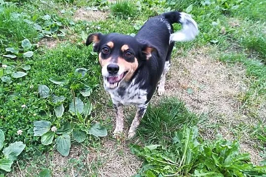 Frania-drobna sunia, delikatna i kontaktowa, 3 latka, szczepiona, wysterylizowana DO ADOPCJI, Małopolskie, Kraków