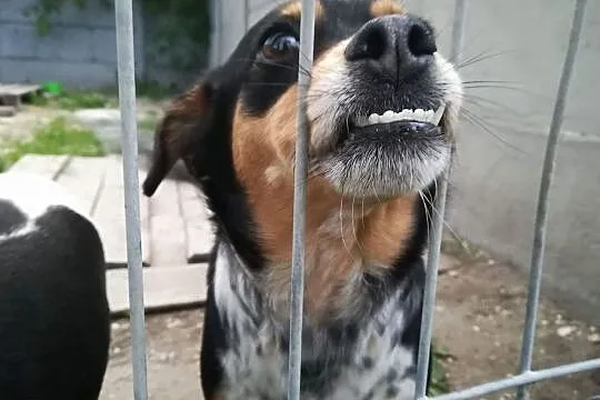 Frania-drobna sunia, delikatna i kontaktowa, 3 latka, szczepiona, wysterylizowana DO ADOPCJI, Małopolskie, Kraków