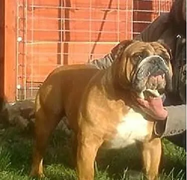 Buldog angielski - OFERTA KRYCIA