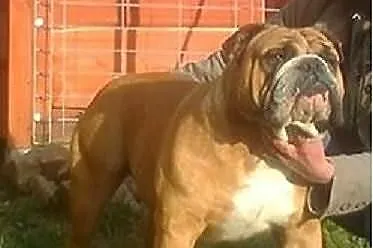Buldog angielski - OFERTA KRYCIA