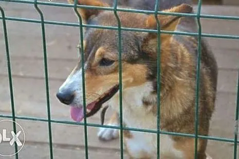 Piękna Sofi błaga o dom !!!,  śląskie Dąbrowa Górn