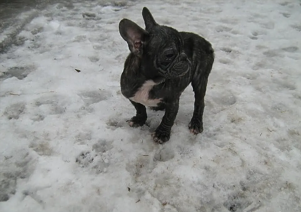 Buldogi francuskie