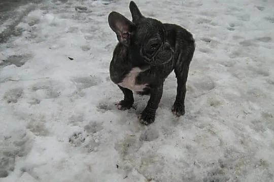 Buldogi francuskie
