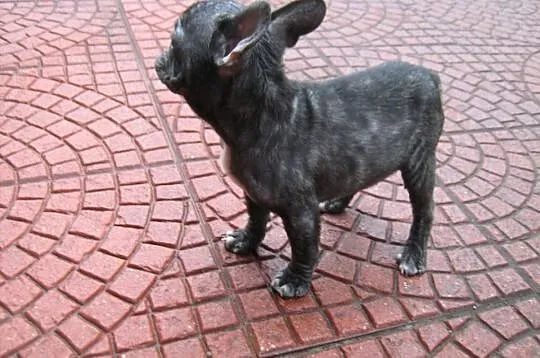 Buldogi francuskie