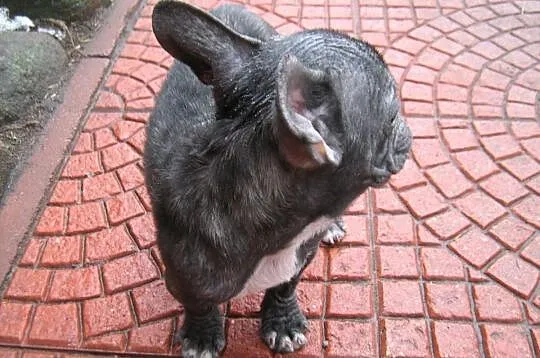 Buldogi francuskie