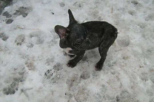 Buldogi francuskie
