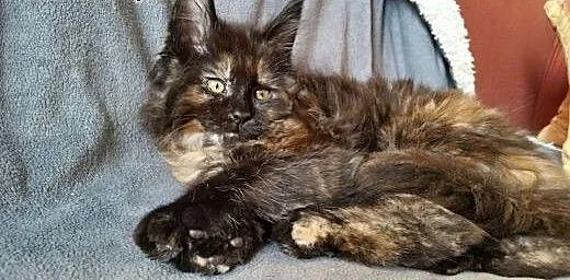 Maine coon śliczna kotka , Koty maine coon cała P