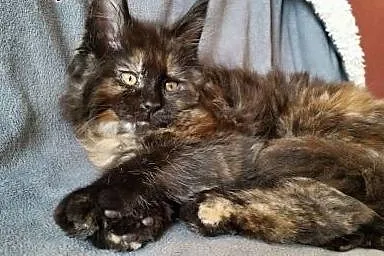 Maine coon śliczna kotka ,  Koty maine coon cała P