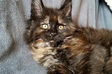 Maine coon śliczna kotka ,  Koty maine coon cała P