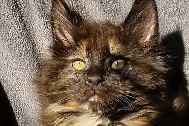 Maine coon śliczna kotka ,  Koty maine coon cała P