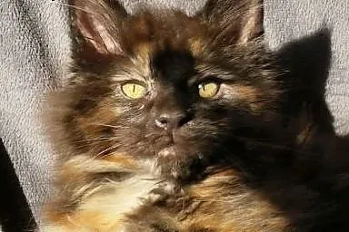 Maine coon śliczna kotka ,  Koty maine coon cała P