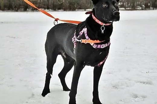 Salvo- pół labrador - do adopcji,  mazowieckie Warszawa
