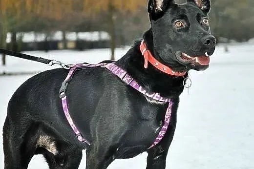 Salvo- pół labrador - do adopcji,  mazowieckie War