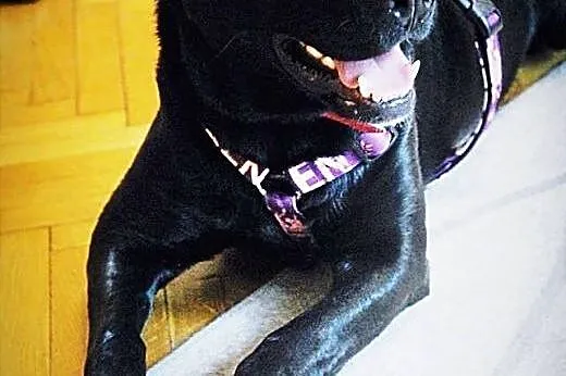 Salvo- pół labrador - do adopcji,  mazowieckie War