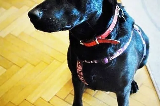 Salvo- pół labrador - do adopcji,  mazowieckie War