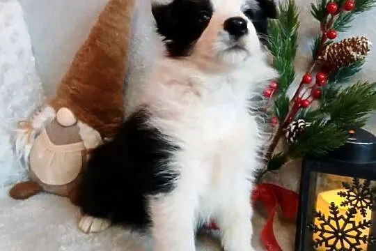 Border collie suczki, Kujawsko-pomorskie, Grudziądz