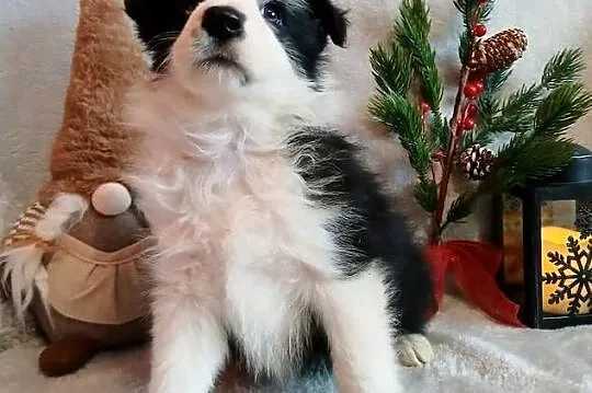 Border collie suczki, Kujawsko-pomorskie, Grudziądz