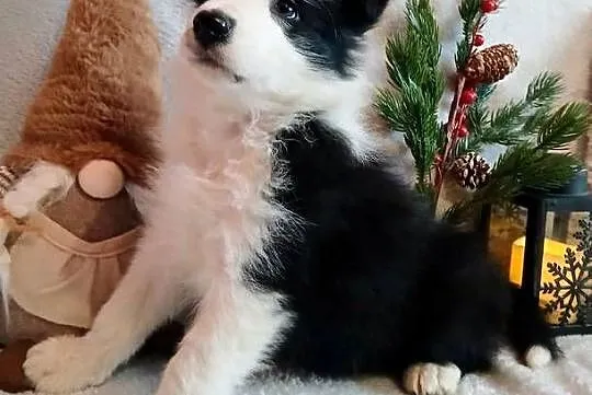 Border collie suczki, Kujawsko-pomorskie, Grudziądz