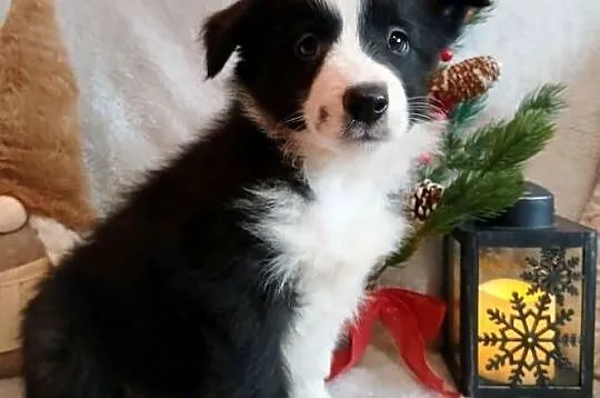 Border collie suczki, Kujawsko-pomorskie, Grudziądz