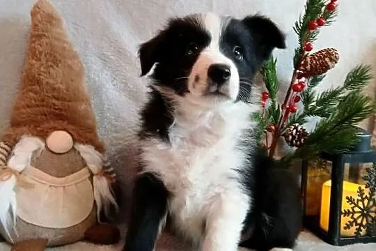 Border collie suczki, Kujawsko-pomorskie, Grudziądz