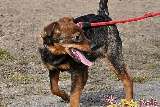 CEZAREK-super kochany, wesoły, malutki psiak-5 mie, Kraków