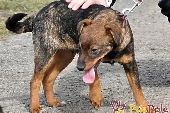 CEZAREK-super kochany, wesoły, malutki psiak-5 mie, Kraków