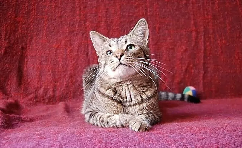 Kocurek Bazyl szuka domu! Agapeanimali