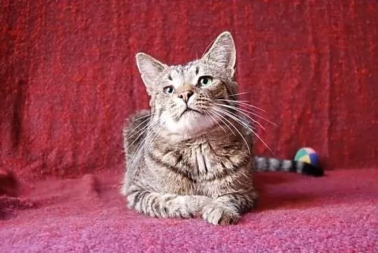 Kocurek Bazyl szuka domu! Agapeanimali