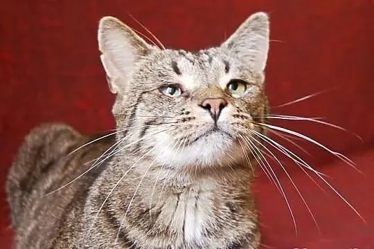Kocurek Bazyl szuka domu! Agapeanimali