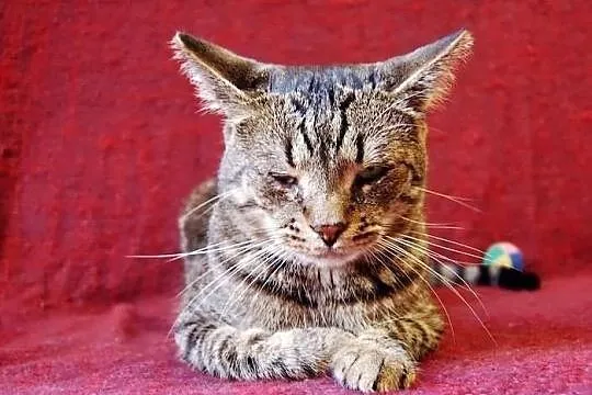 Kocurek Bazyl szuka domu! Agapeanimali