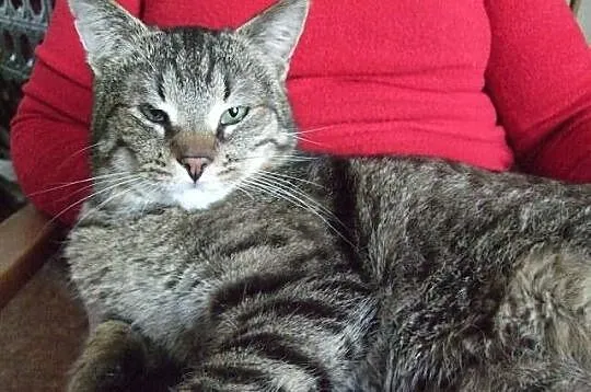 Kocurek Bazyl szuka domu! Agapeanimali